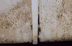 Ceiling mold